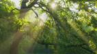 stock-footage-beautiful-summer-morning-in-the-forest-sun-rays-spaces.im.mp4